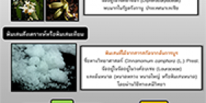 พิมเสน…ชื่อนี้มีกลิ่นหอม