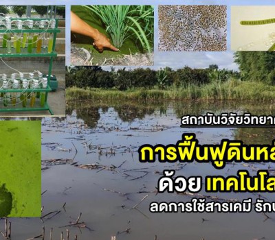 วว. แนะนำการฟื้นฟูดินหลังน้ำท่วม ด้วยเทคโนโลยีชีวภาพ ลดการใช้สารเคมี รักษาสิ่งแวดล้อม